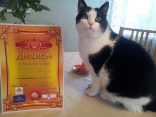 Tamerlán volt a legjobb macska - kototseha, Province napi