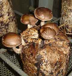 Shiitake Technology