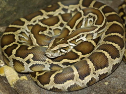 Python tigru (python molurus) - animale exotice