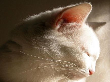 Ați încurcat, de asemenea, ceea ce pe urechile unei pisici aceste buzunare recunosc adevărul!