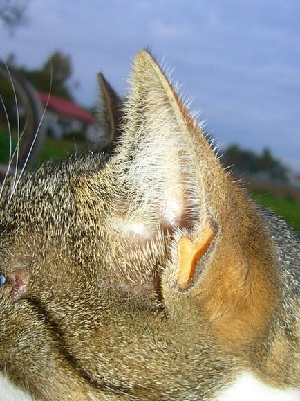 Ați încurcat, de asemenea, ceea ce pe urechile unei pisici aceste buzunare recunosc adevărul!