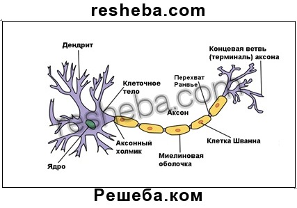 Тканини і органи