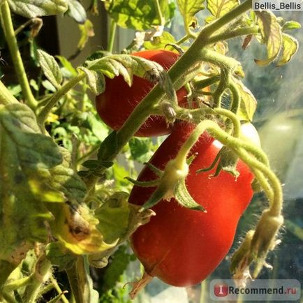 Томат рокер, Гавриш - «мій досвід вирощування томатів на балконі! Для консервування і не тільки