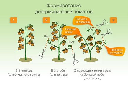 Paradicsom „datolyaszilva” ideális állapot sárga paradicsom