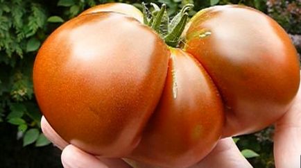Томат «хурма» ідеальний сорт жовтих помідорів