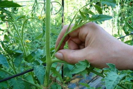 Tomato curmala Descriere, caracteristici, recenzii, fertilizare in sera