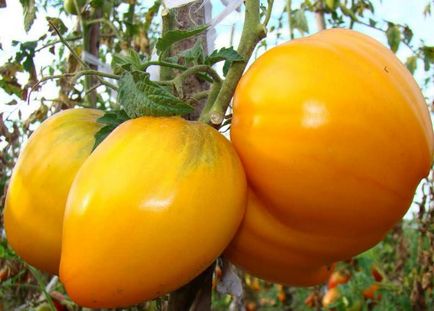 Tomato curmala Descriere, caracteristici, recenzii, fertilizare in sera