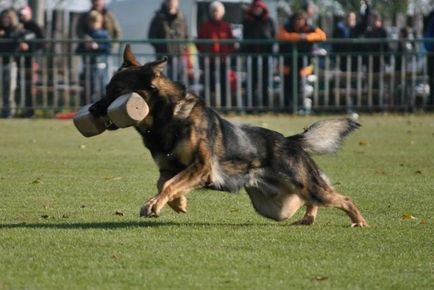 Ural eqidius - centrul kennel carodog