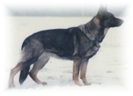 Ural eqidius - centrul kennel carodog