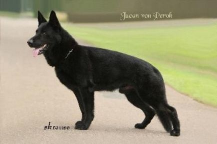 Ural eqidius - centrul kennel carodog