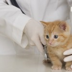 Clinica veterinară de servicii - lumea animalelor - în Voronej