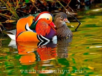 Mandarin Ducks-Feng Shui - Mascota iubirii și fidelității - viața mea