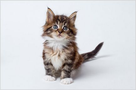 Maine Coon Care Cum să mențineți Maine Coon