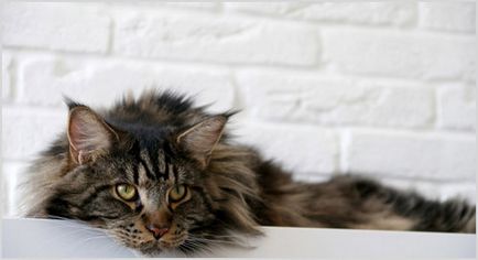 Maine Coon Care Cum să mențineți Maine Coon