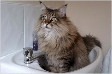 Maine Coon Care Cum să mențineți Maine Coon