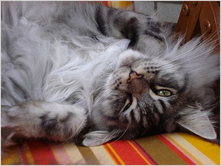 Maine Coon Care Cum să mențineți Maine Coon