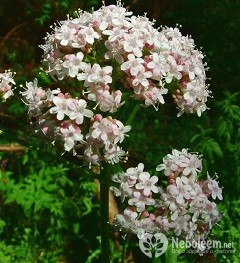 Valeriana officinalis - gyógyszer tulajdonságait, előnyeit, ellenjavallatok