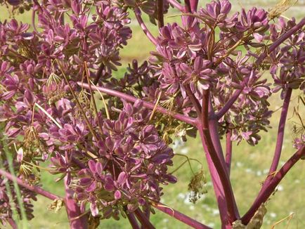 Herald al unui horticulturist - o grădină de flori făcută din umbrelă