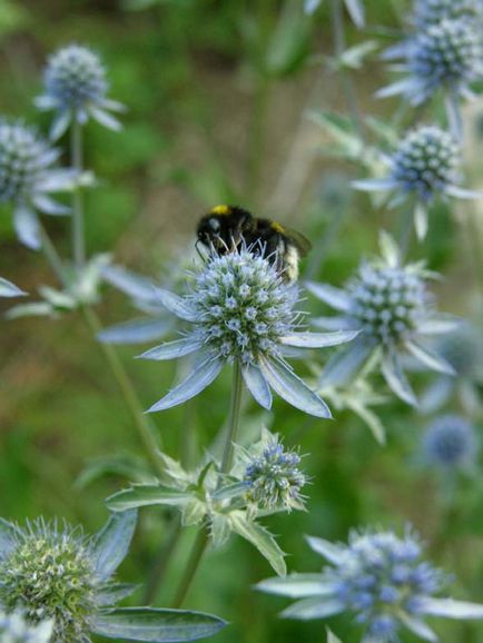 Herald al unui horticulturist - o grădină de flori făcută din umbrelă