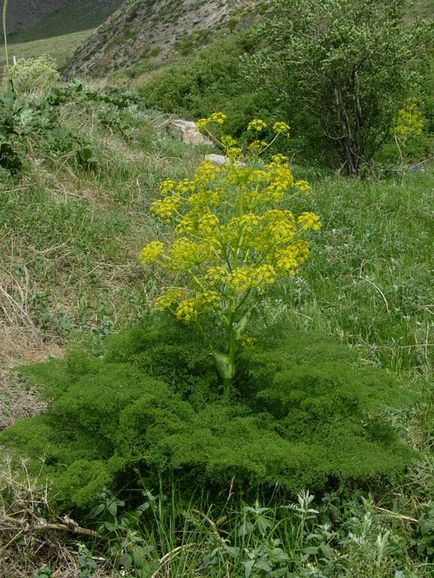 Herald al unui horticulturist - o grădină de flori făcută din umbrelă