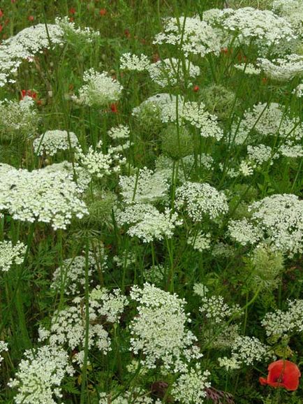 Herald al unui horticulturist - o grădină de flori făcută din umbrelă