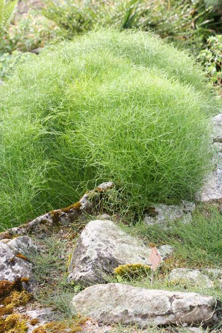 Herald al unui horticulturist - o grădină de flori făcută din umbrelă