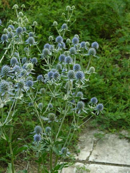 Herald al unui horticulturist - o grădină de flori făcută din umbrelă