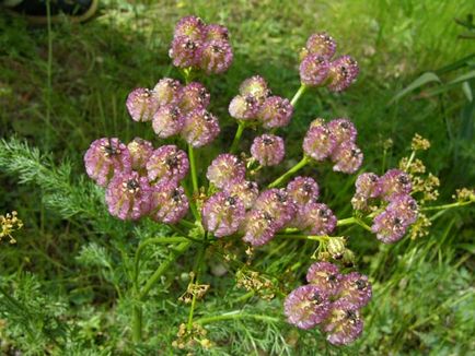 Herald al unui horticulturist - o grădină de flori făcută din umbrelă