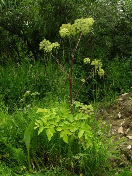 Herald al unui horticulturist - o grădină de flori făcută din umbrelă