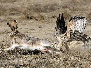 Selectarea, îngrijirea și educația vânătorii de păsări pentru vânătoarea de iepure