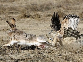 Вибір, догляд і виховання ловчої птиці для заячою полювання