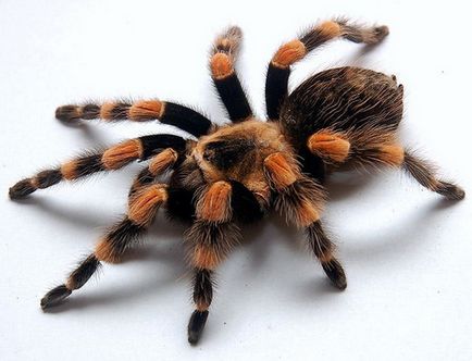 Alege-ți primul păianjen tarantula!