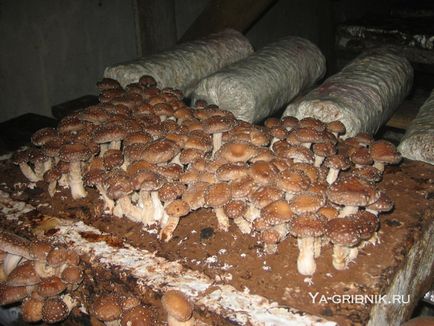 Cultivarea ciupercii shiitake în casă