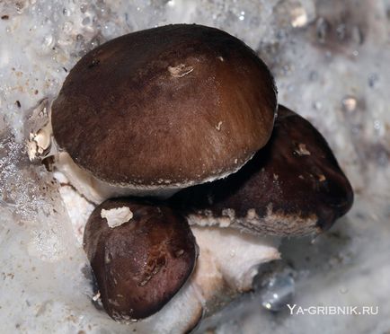 Cultivarea ciupercii shiitake în casă