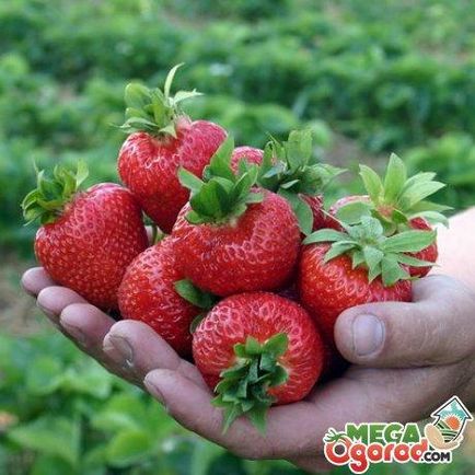 Cultivarea căpșunilor în pungi, moduri de plantare și îngrijire adecvată pentru o cultură mare - viața mea