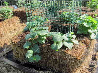 Cultivarea castraveților pe patul de căpșuni