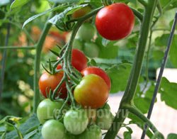 Вирощування овочів і зелені в домашніх умовах