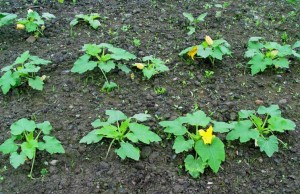 Plantarea și îngrijirea zucchinelor și squash-ului în pământ