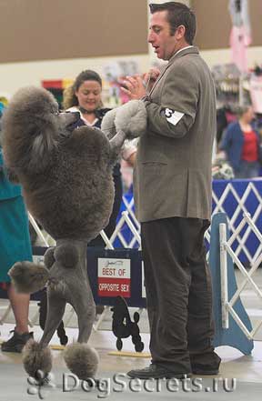 Expoziția de pudel