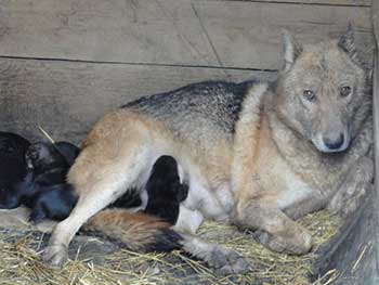 Wolverine, câine de lup, câine de lup, jumătate de lup, omedvet