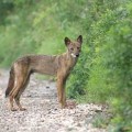 Wolverine, câine de lup, câine de lup, jumătate de lup, omedvet