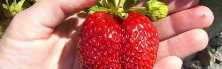 Totul despre căpșuni de grădină (căpșuni) Queen Elizabeth