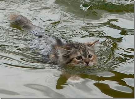 Toate animalele pot înota