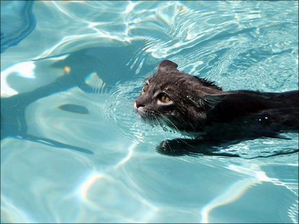 Toate animalele pot înota