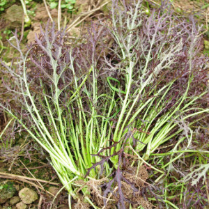 Mizun de varză japoneză, Mitsuna (brassica rapa)