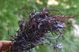 Mizun de varză japoneză, Mitsuna (brassica rapa)