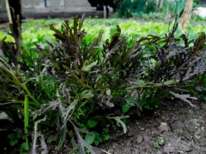 Mizun de varză japoneză, Mitsuna (brassica rapa)