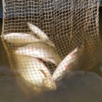 Pescuitul în rețea, șurub și mănușă de pescuit, un exemplu de un șurub