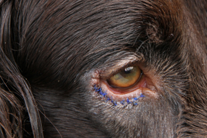 Răsucirea secolului într-un câine este operația de blefaroplastie (chirurgia plastică a pleoapelor la câini), tratamentul în zoostatus