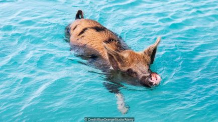 Experimentele crude au arătat că majoritatea mamiferelor pot înota - știri științifice